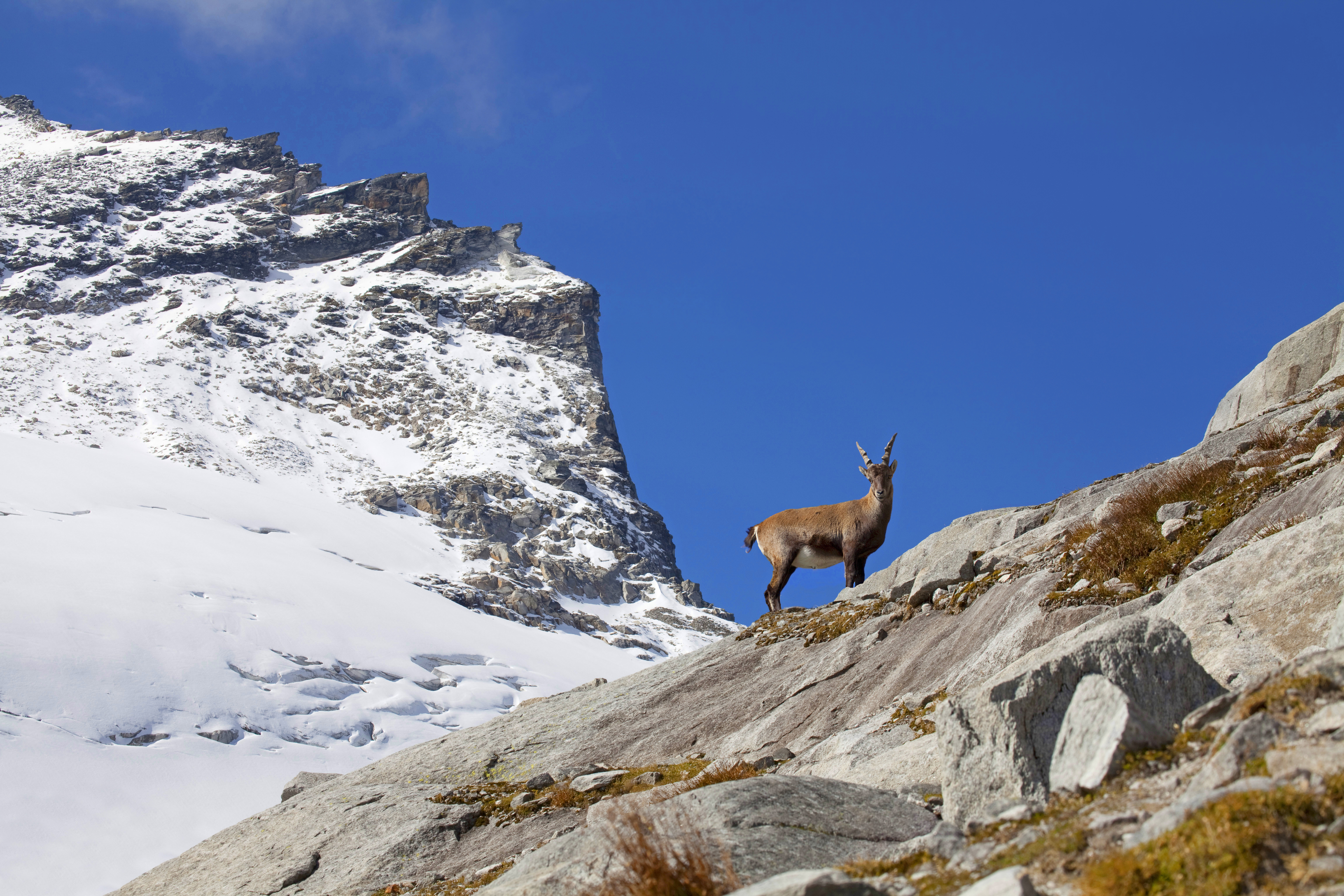 gams-alpen-tiere.jpeg